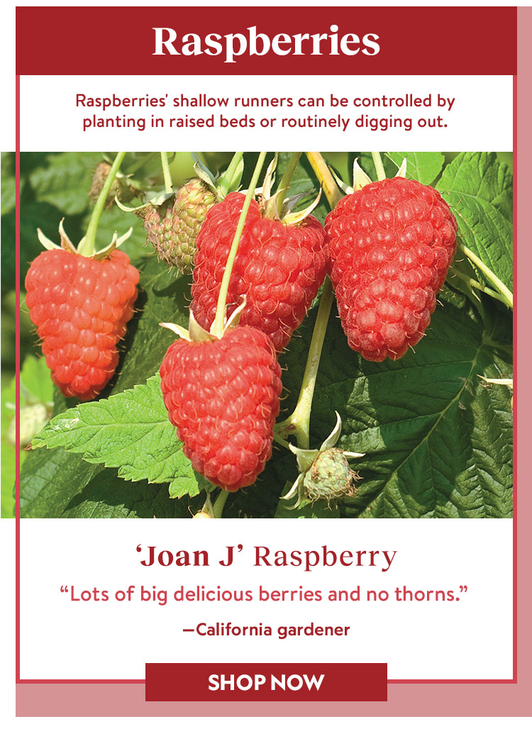 So berry delicious 🍓 Burpee